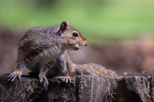 Free gray squirrel in a city park, small rodent