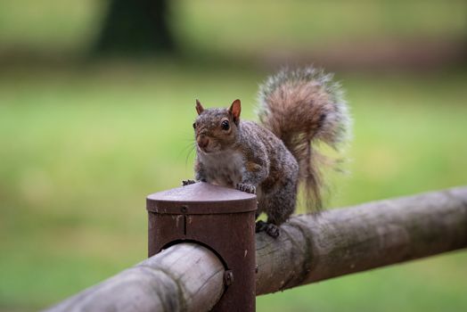 Free gray squirrel in a city park, small rodent