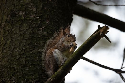 Gray squirrel eats a peanut perched on a tree branch in a park