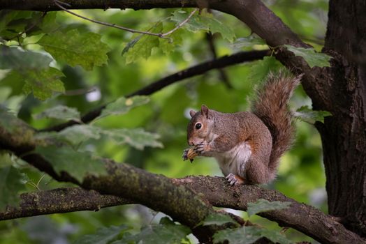 Gray squirrel eats a peanut perched on a tree branch in a park