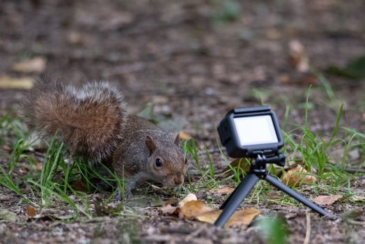 Gray squirrel taken from an action cam while taking a peanut in a park