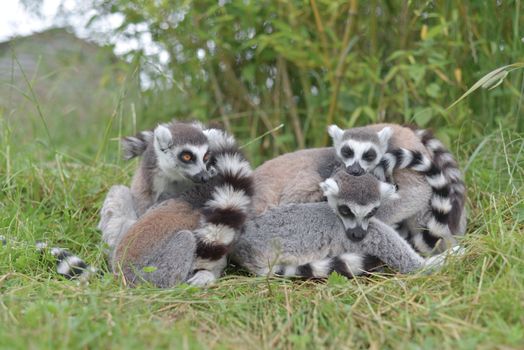 In this image of warm yellow, green and orange tones, four or five young ring tailed lemurs huddle together and rest. One lemur stares with striking orange eyes.
