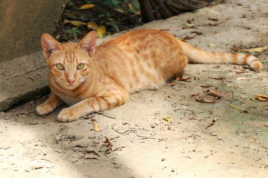 Cat, Portrait of cat, Beauty cat cute