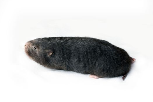 Mole, Asia Mole on white background