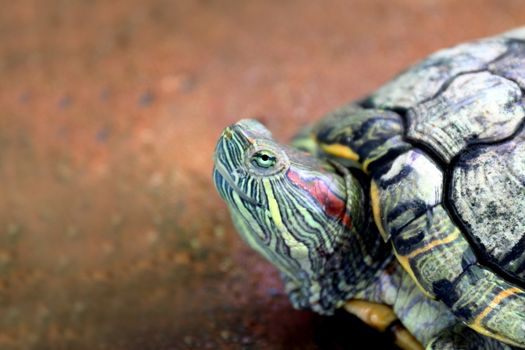 Turtle, Head turtle close up, Turtle contract in the shell (Selective focus)