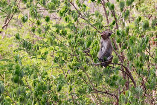 Monkey Island on trees in wild tropical rain forests