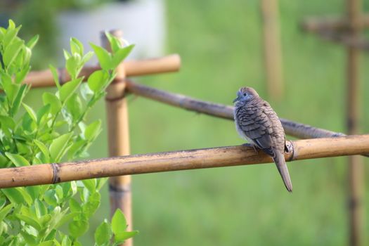 a dove bird perched on branch of wild tree in garden