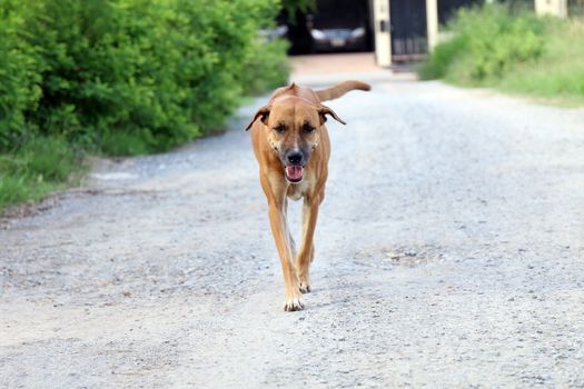 Brown dog good mood Walking in front and smiling dog