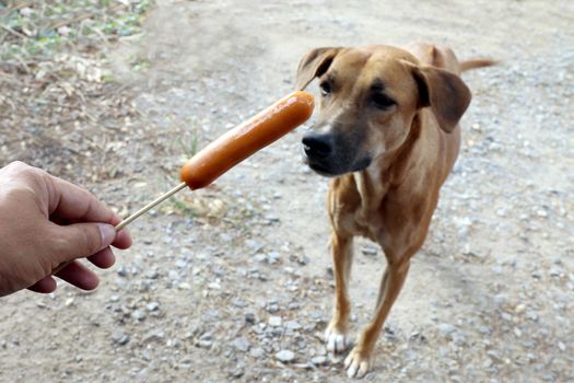 Dog and sausage, Sausage in hand and Dogs brown are hungry, Hungry dog (Selective focus)