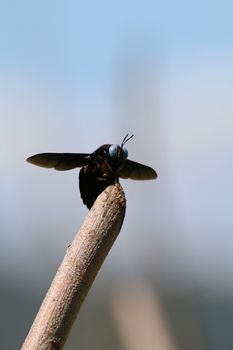 Insect black flying