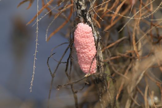 Egg shells Cherries in rice farm nature, Snail pink eggs or Pomacea canaliculata, eggs of golden apple snail