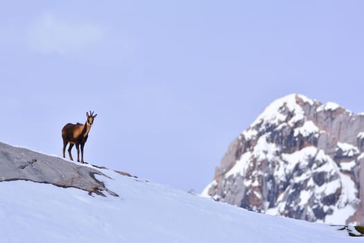 Chamois in the snow on the peaks of the National Park Picos de Europa in Spain. Rebeco,Rupicapra rupicapra.