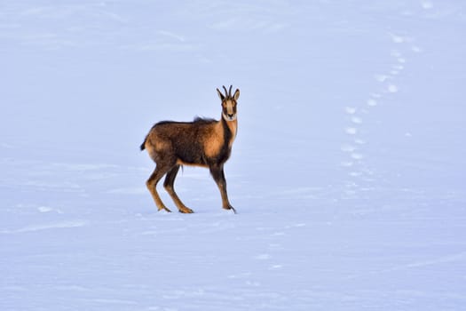 Chamois in the snow on the peaks of the National Park Picos de Europa in Spain. Rebeco,Rupicapra rupicapra.