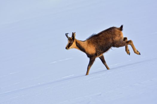 Chamois in the snow on the peaks of the National Park Picos de Europa in Spain. Rebeco,Rupicapra rupicapra.