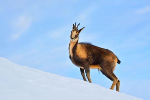 Chamois in the snow on the peaks of the National Park Picos de Europa in Spain. Rebeco,Rupicapra rupicapra.