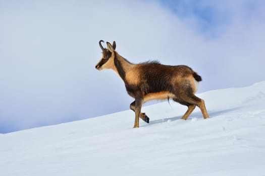 Chamois in the snow on the peaks of the National Park Picos de Europa in Spain. Rebeco,Rupicapra rupicapra.