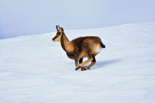 Chamois in the snow on the peaks of the National Park Picos de Europa in Spain. Rebeco,Rupicapra rupicapra.