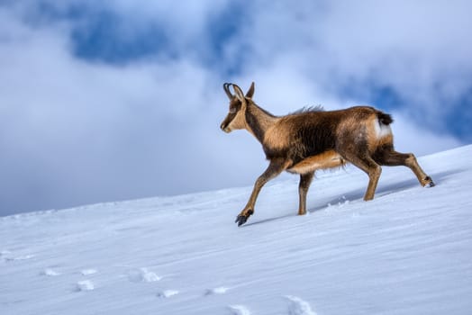 Chamois in the snow on the peaks of the National Park Picos de Europa in Spain. Rebeco,Rupicapra rupicapra.