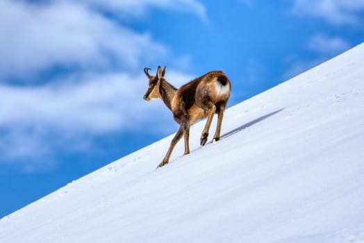 Chamois in the snow on the peaks of the National Park Picos de Europa in Spain. Rebeco,Rupicapra rupicapra.