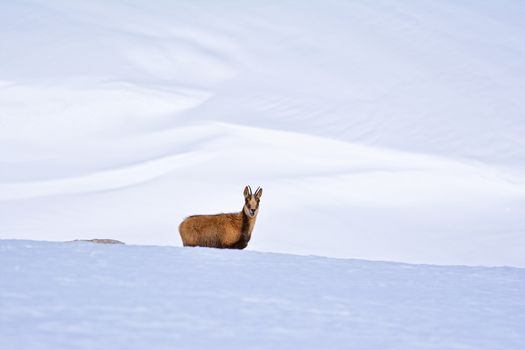 Chamois in the snow on the peaks of the National Park Picos de Europa in Spain. Rebeco,Rupicapra rupicapra.