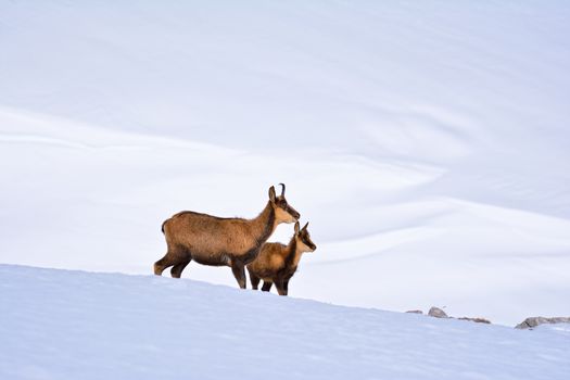 Chamois in the snow on the peaks of the National Park Picos de Europa in Spain. Rebeco,Rupicapra rupicapra.