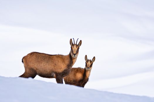 Chamois in the snow on the peaks of the National Park Picos de Europa in Spain. Rebeco,Rupicapra rupicapra.