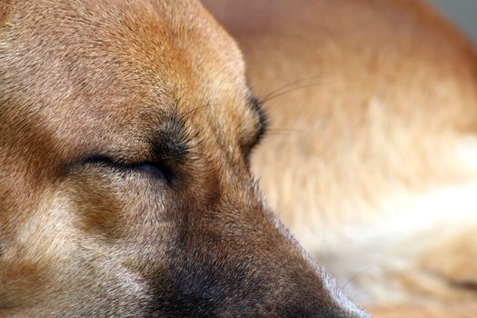 Dog brown sleep, Dog is sleeping closeup (Selective focus)