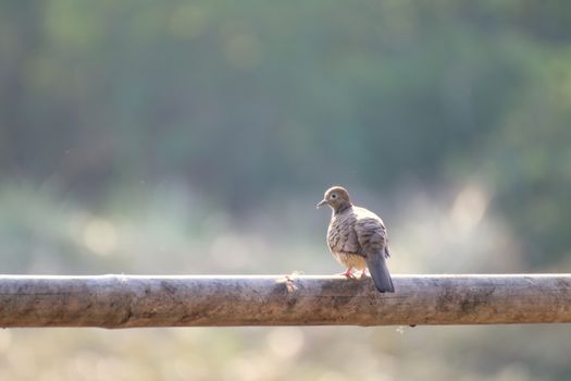 Mourning dove Bird, Turtle dove Bird, Rock dove, Rock pigeon