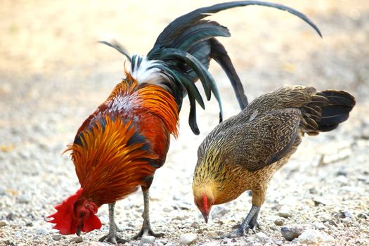 family chicken countryside fighting cock rooster Thailand