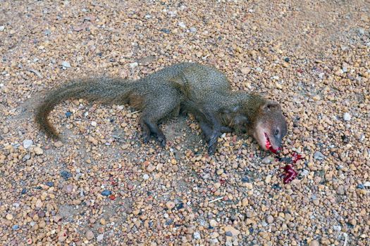 Weasel asia dead on the floor, Ferrets dead on the floor and red blood on mouth, Dead Animals Wildlife, Animal Species, Squirrels Chipmunks dead