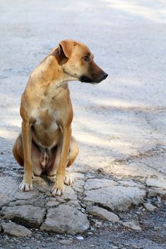 Dog, Brown Dog Healthy good  sitting lonely, Thai Ridgeback dog brown asian