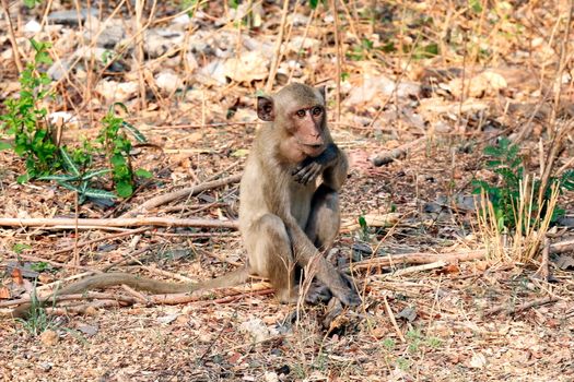 Monkey, Monkeys sit in the wild