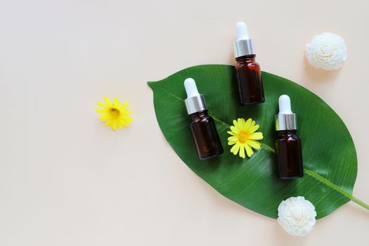 Flat lay of organic aromatherapy oils and beauty products for mock up with green leaves in minimal style