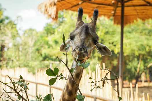 Giraffe eating leaves plant from the tree in the natural zoo