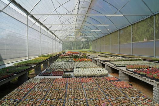 Many of various cactus plants on the pot at agriculture greenhouse garden