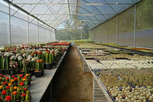 Many of various cactus plants on the pot at agriculture greenhouse garden