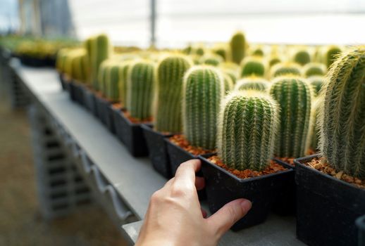 Hand holding small cactus plants at agriculture greenhouse farm  
