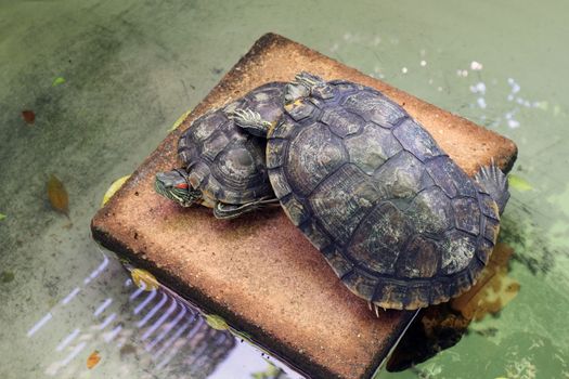 turtle lovers, Freshwater turtle, beautiful turtles