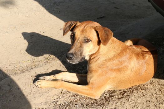Dog sunning, a dog brown Healthy and cute