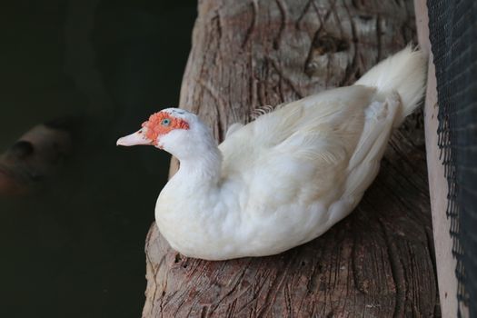 Duck, Mother duck with white on a wooden floor that is above the water surface