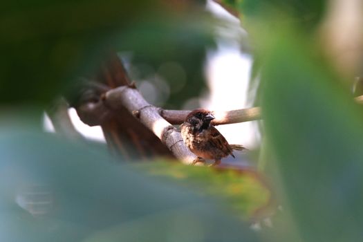 Bird, Sparrows bird hiding in bushes forest trees