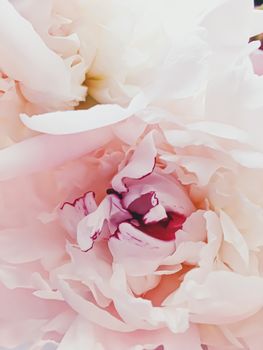 Pink peony flower as abstract floral background for holiday branding design