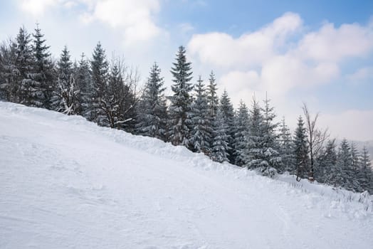 Trees covered with snow and hoarfrost