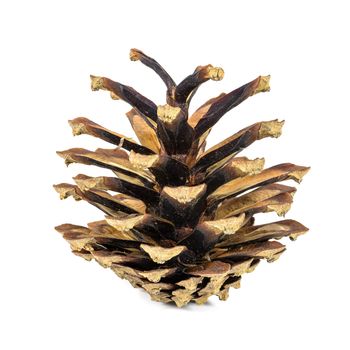 Pine cone isolated on white background with clipping path