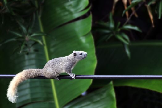 squirrel, chipmunk walk or run slow climb power lines in the morning