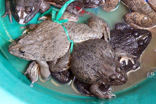 Frog in the bazaar, Live frog for sale in the market (selective focus)