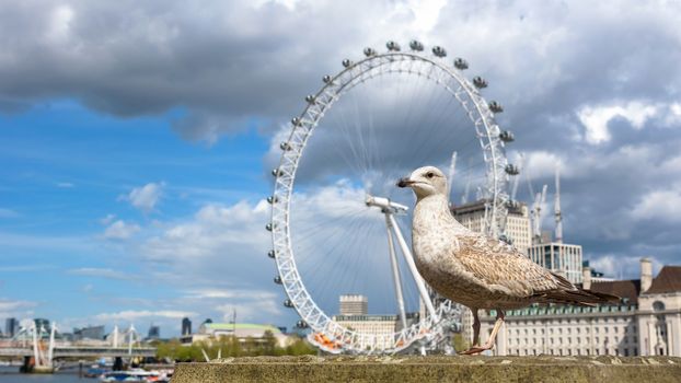 Seagull at the Thames River in London