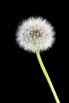 Seed head of dandelion flower on black background