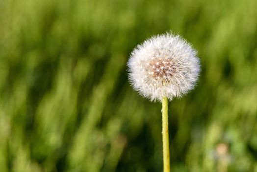 Single dandelion flower in the meadow on blurred background