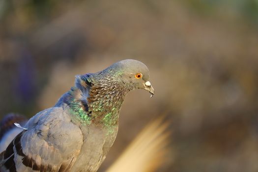side view of a young rock pigeon hd image background, bird watching